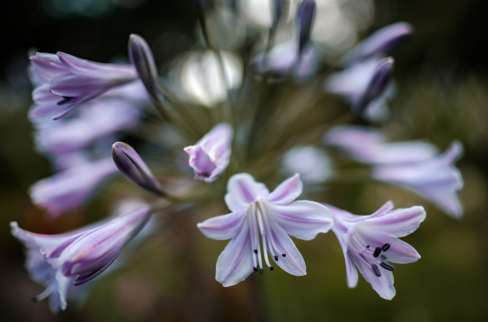 Blumen gehen immer