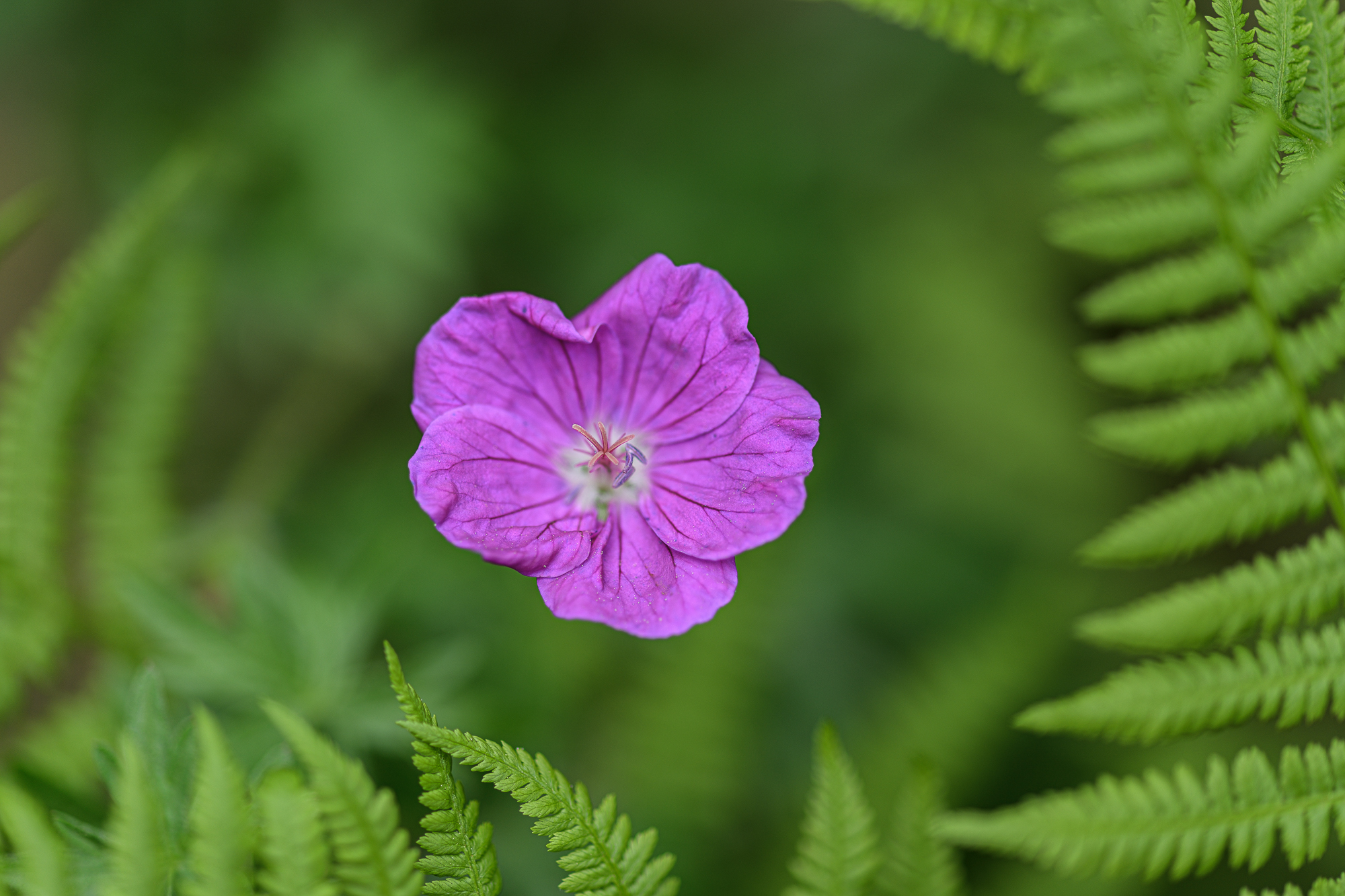 Blumen gehen immer