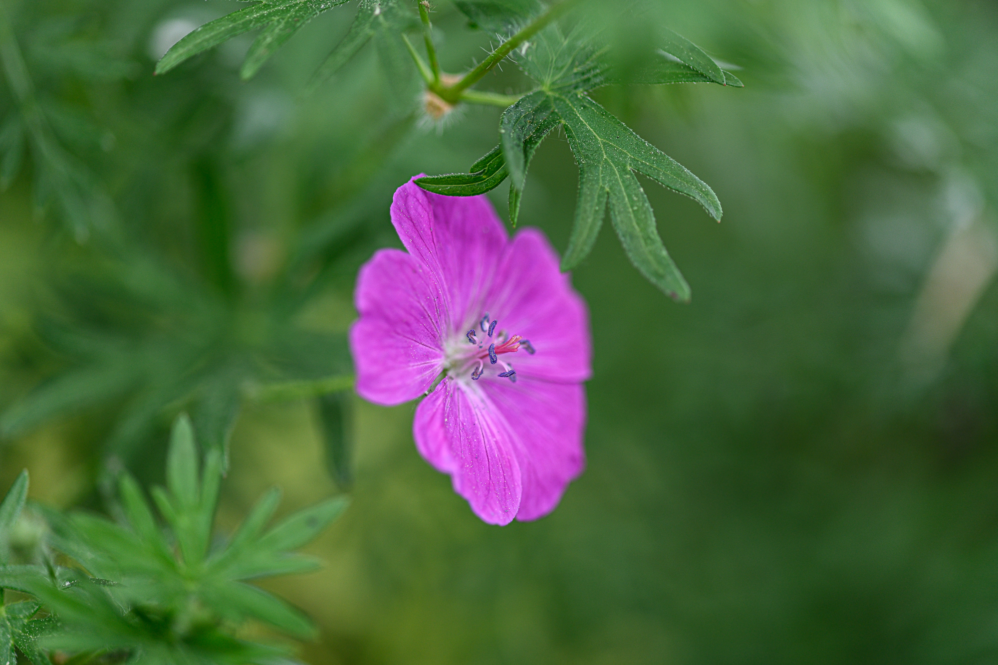 Blumen gehen immer