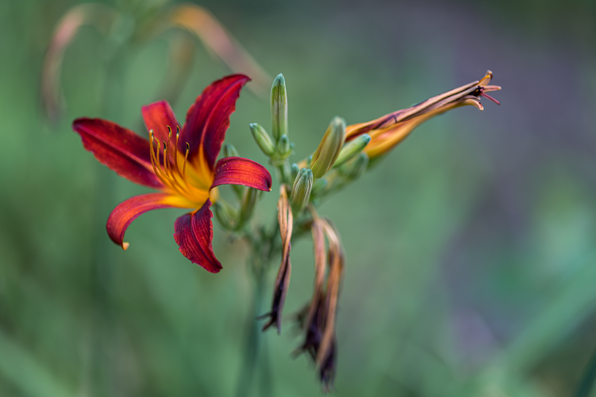 Blumen gehen immer