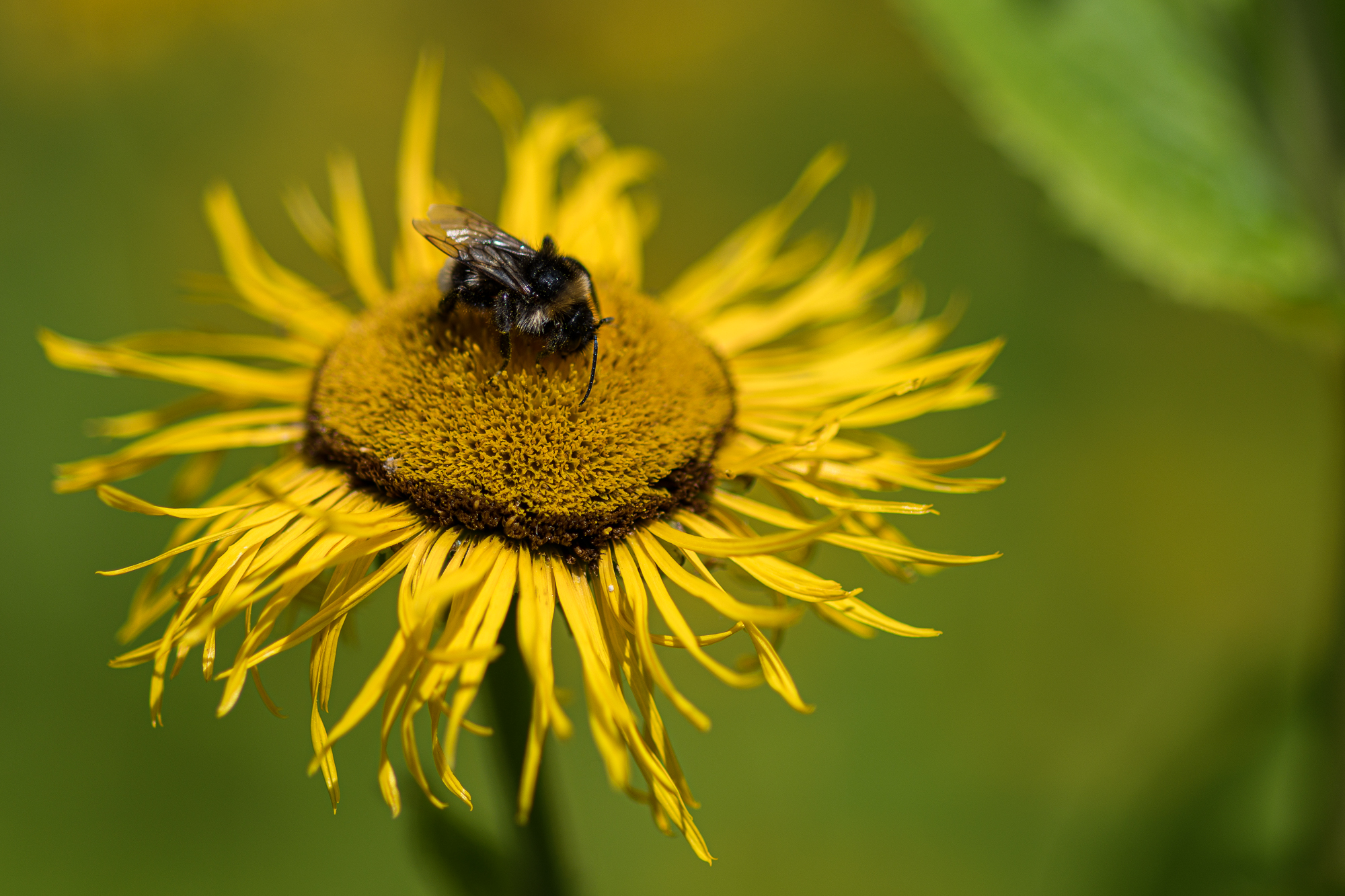 Blumen gehen immer