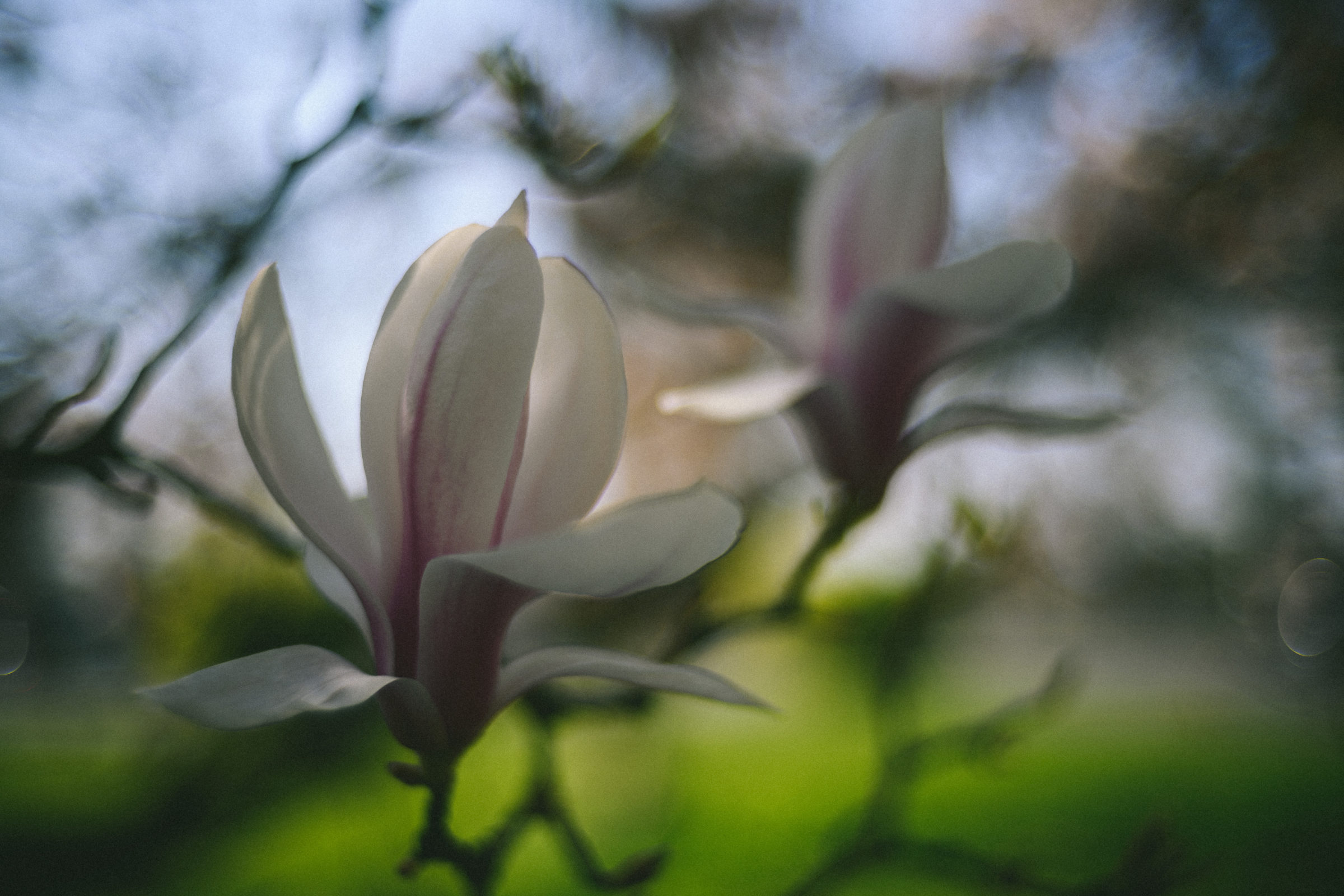 Das jährliche Magnolienfoto