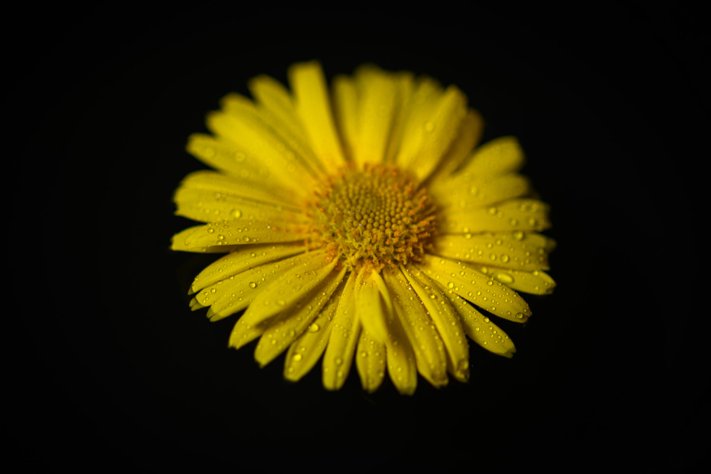 Blumen gehen jeden Tag