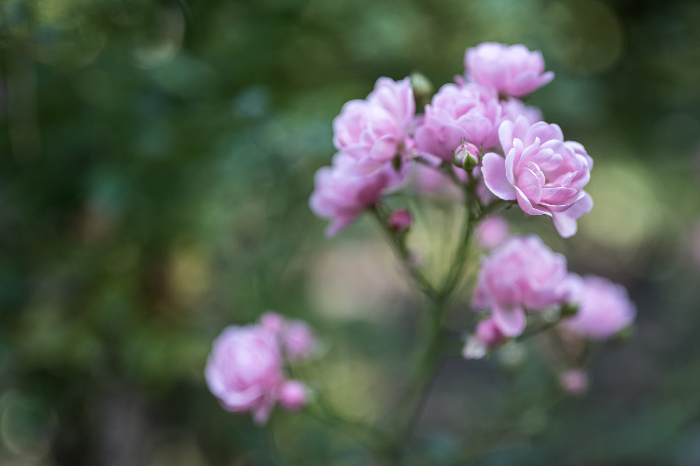 Blumen gehen immer