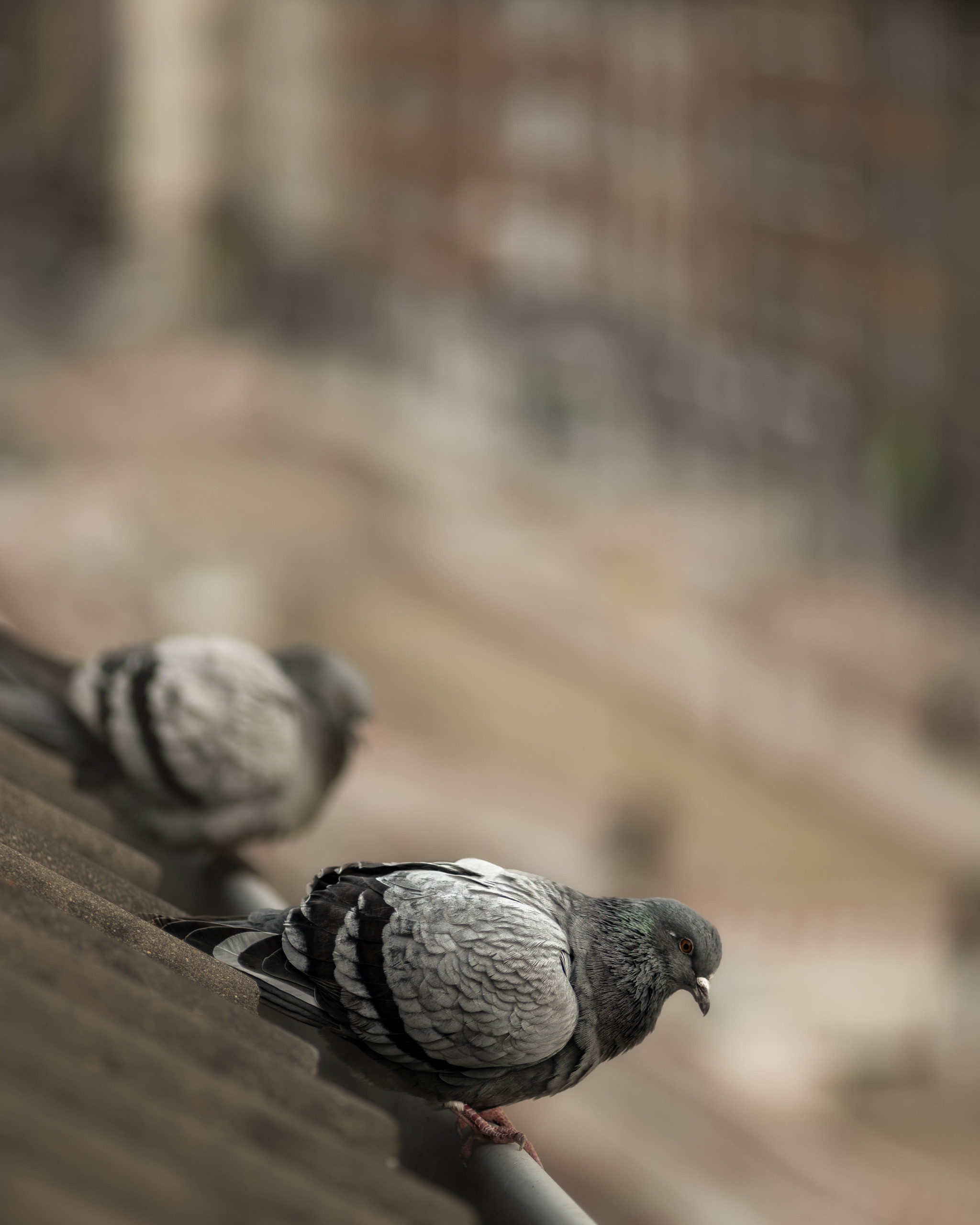 fliegende Ratten aus dem Dach