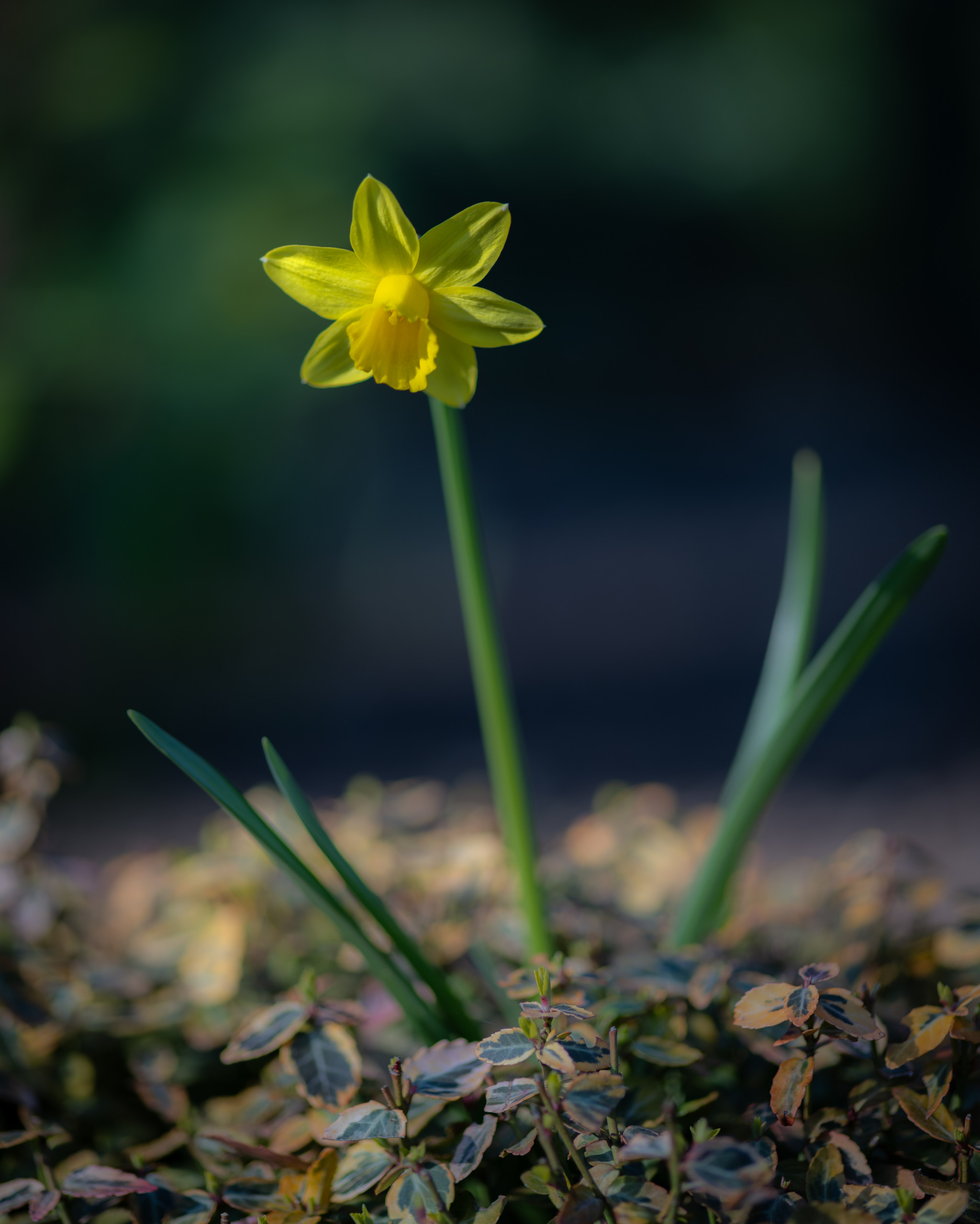 Frühlingsbote