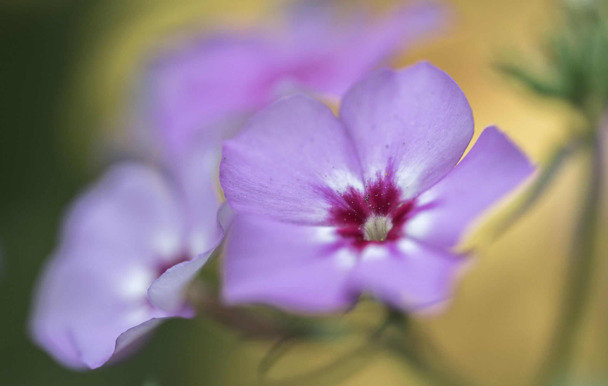 Phlox