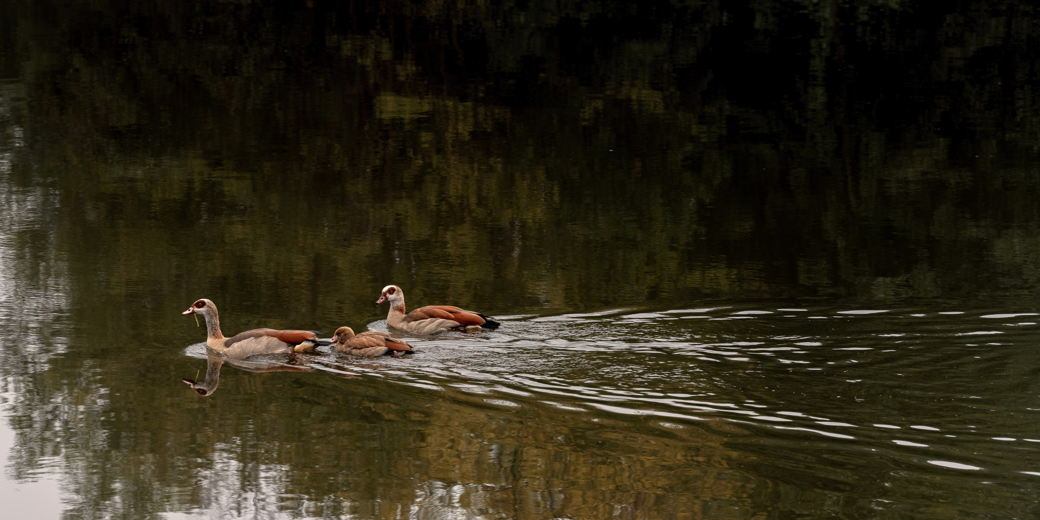 Nilgänse