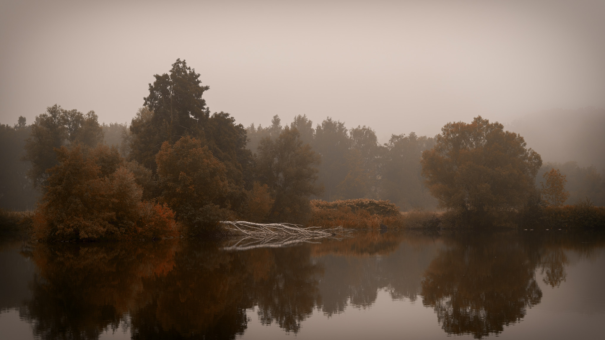 Bäume im Nebel