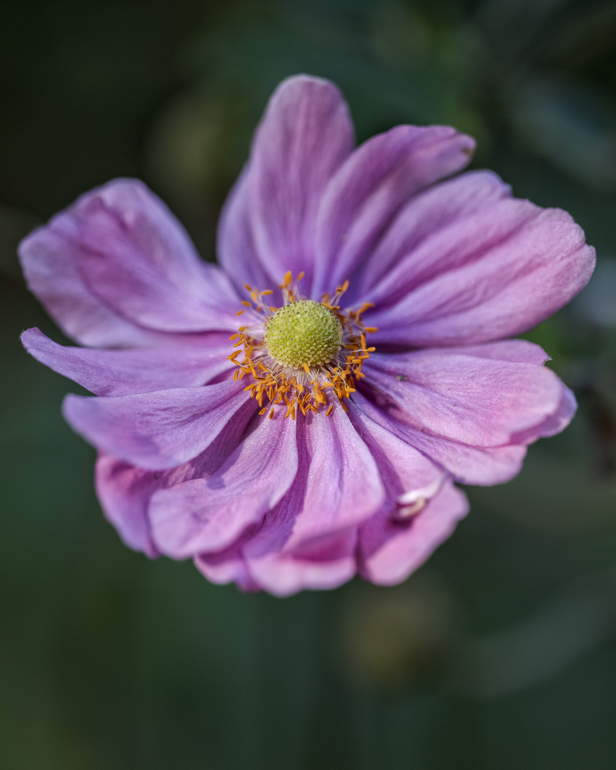 Weinblättrige Anemone