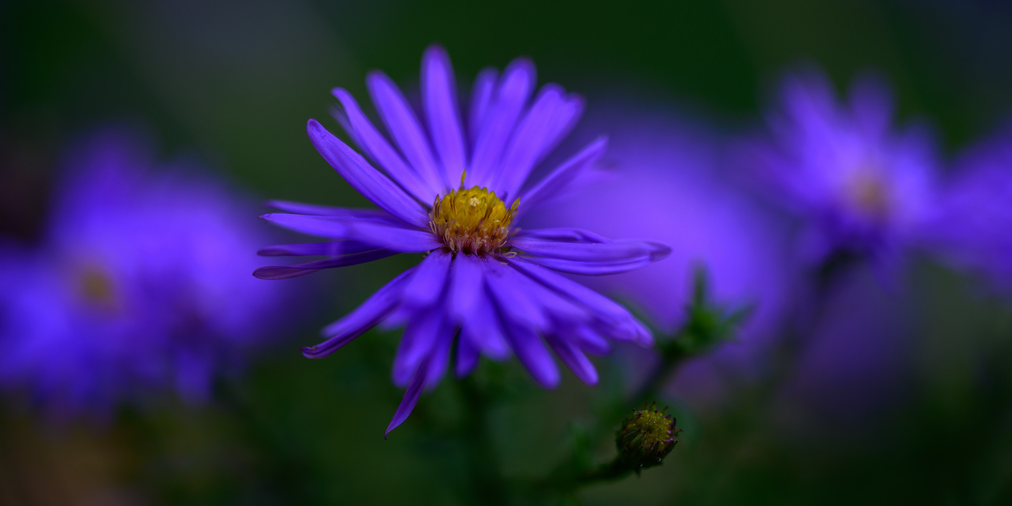 Neubelgische Aster