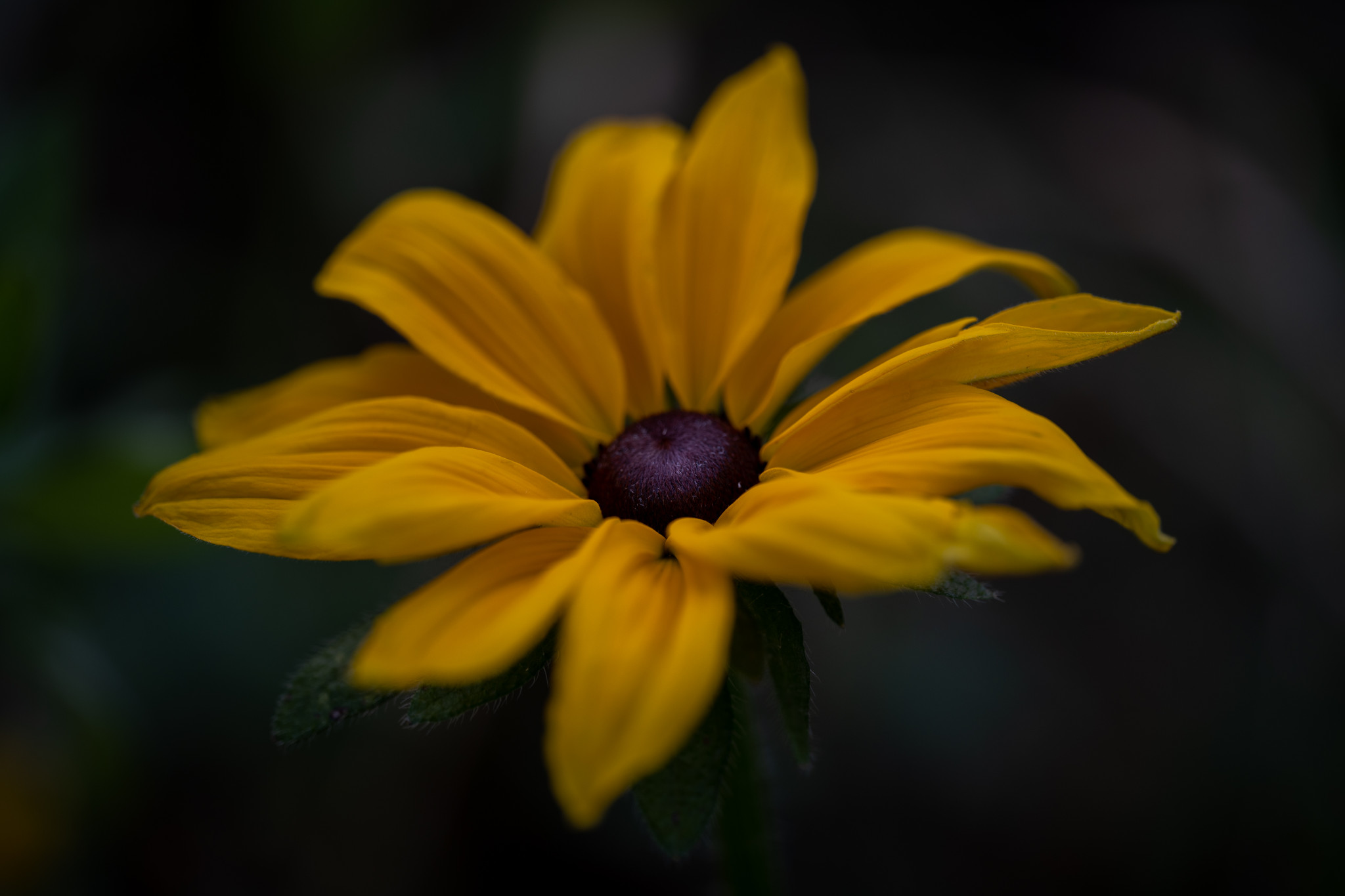 Schwarzäugige Rudbeckie