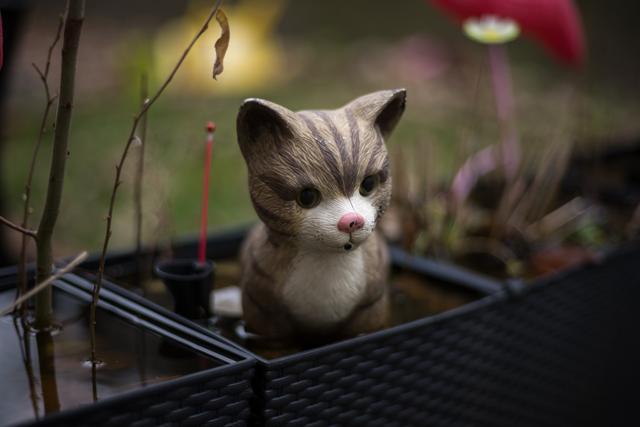 Die berühmte Wasserkatze