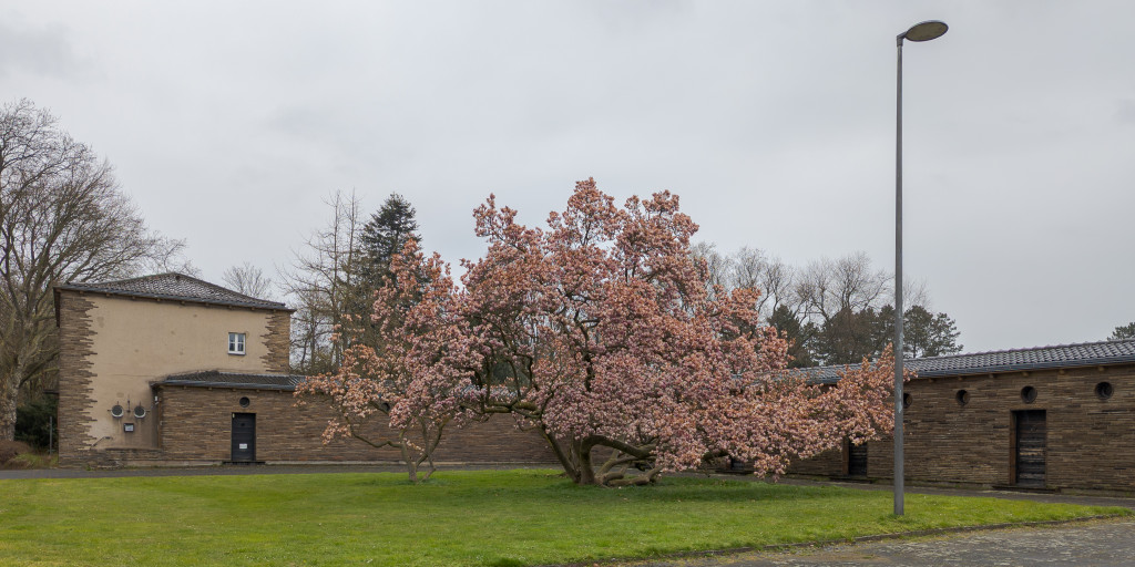 Der Magnolienbaum Vor Dem Eingang Zum Hauptfriedhof Bochum