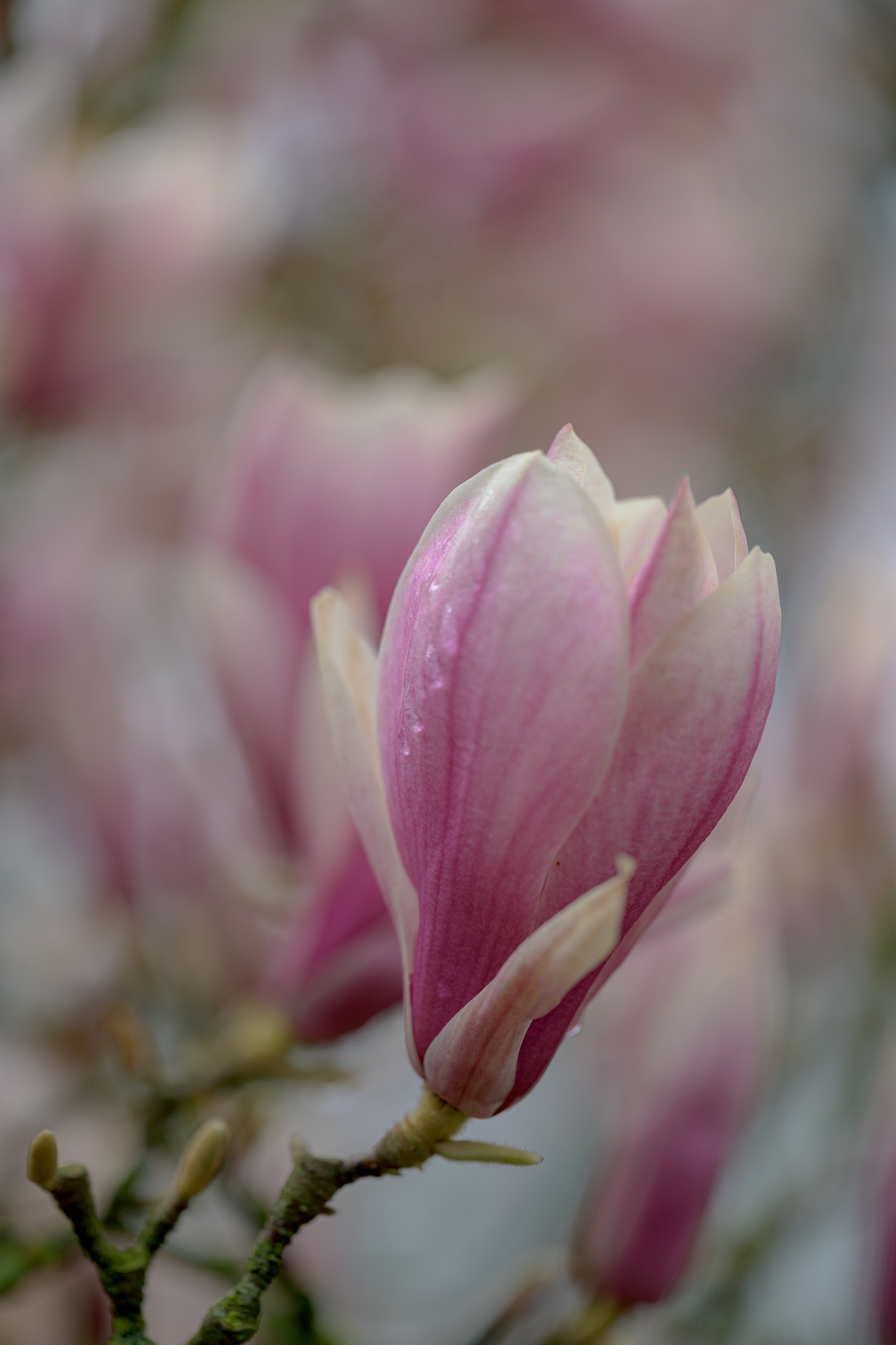 Magnolien