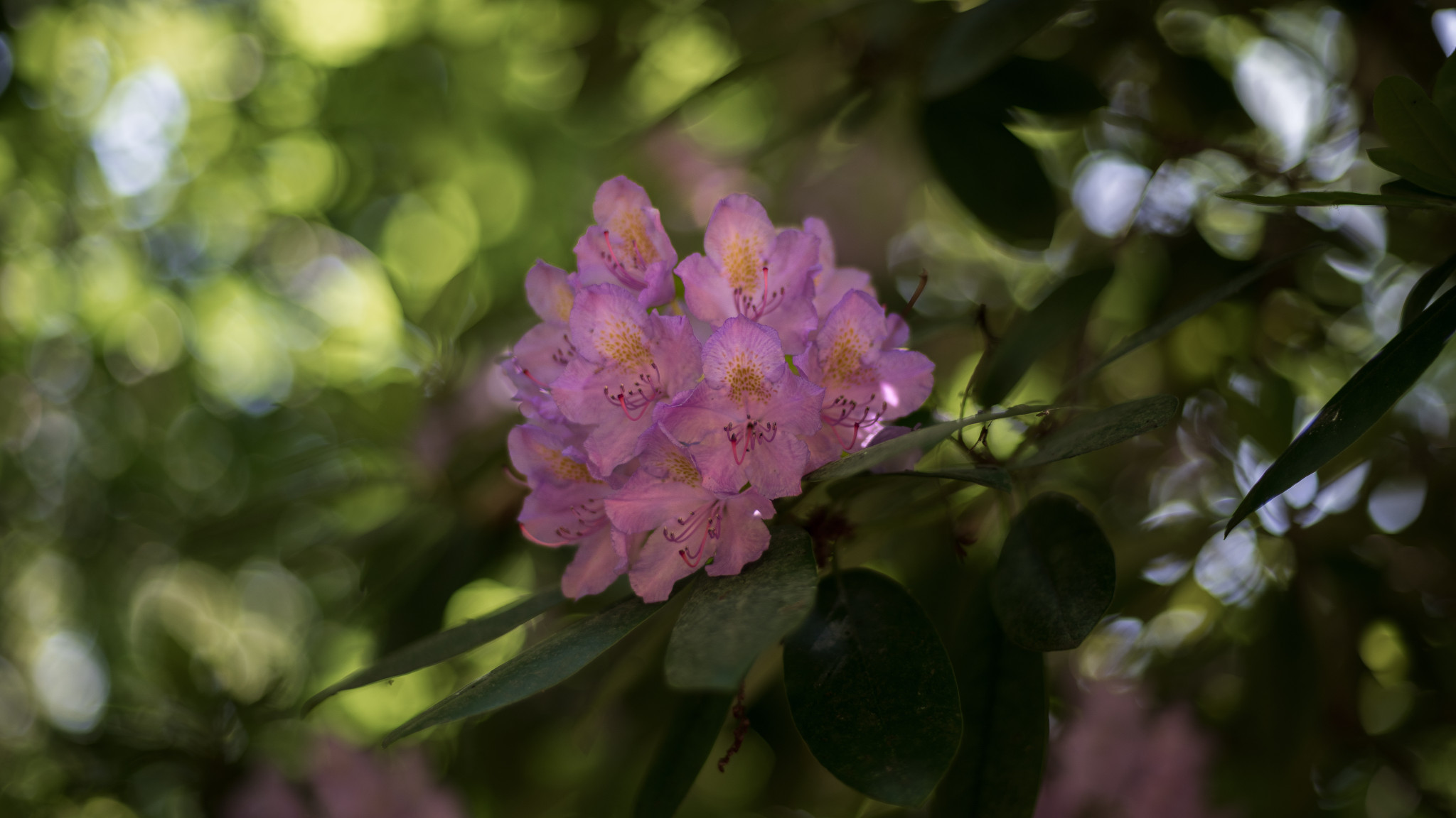 Wildes Bokeh