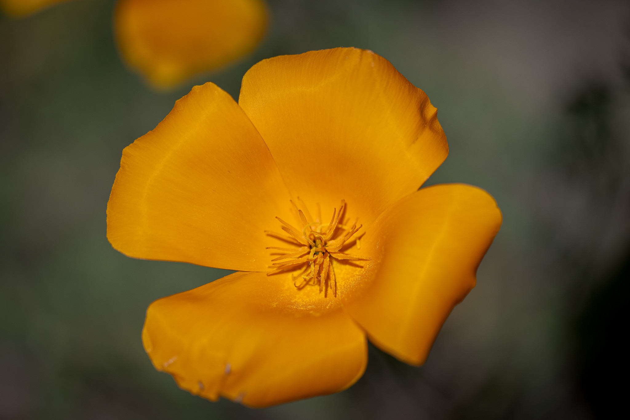 Kalifornischer Mohn