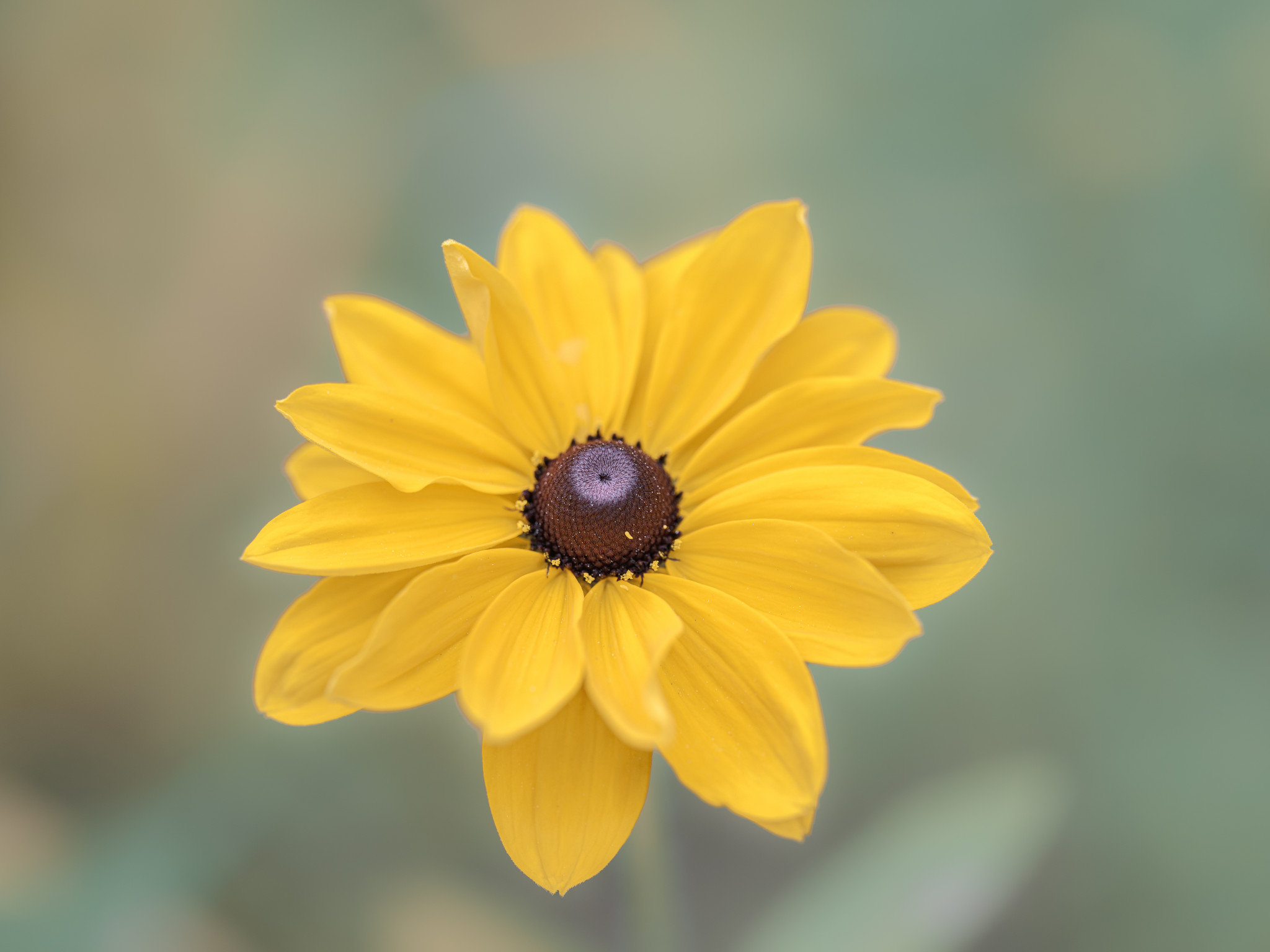 Schwarzäugige Rudbeckie