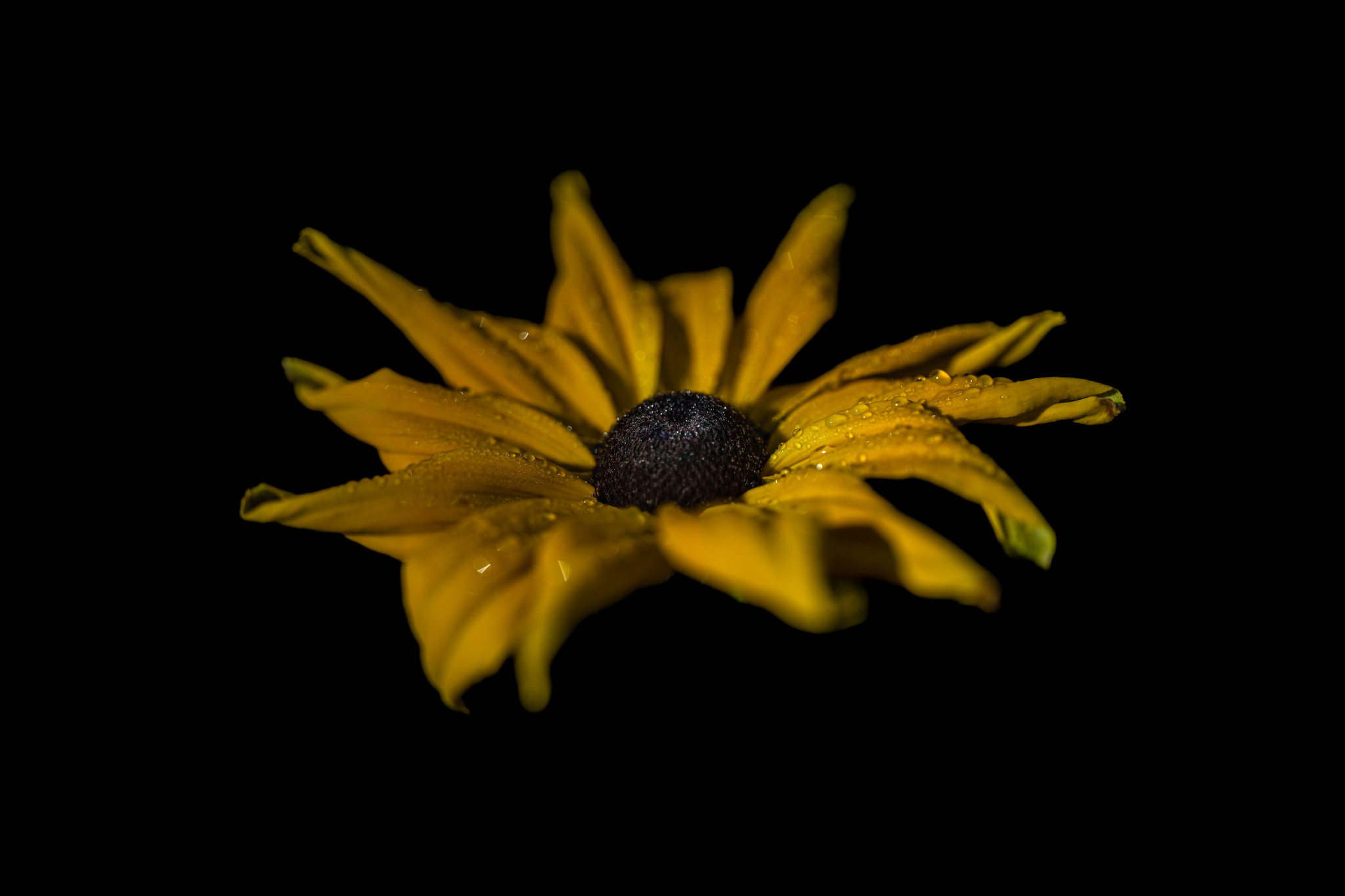 Schwarzäugige Rudbeckie