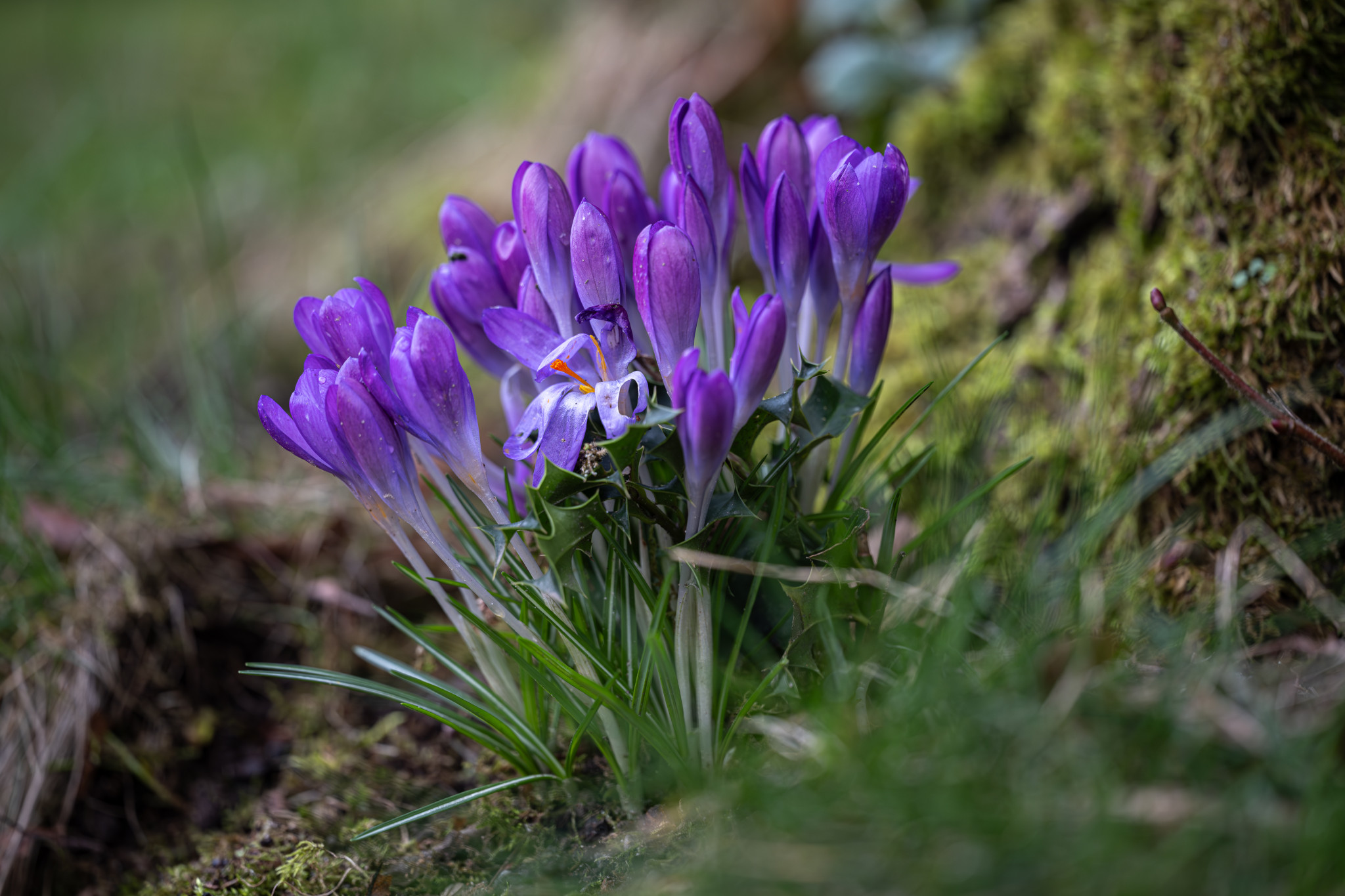 Krokus