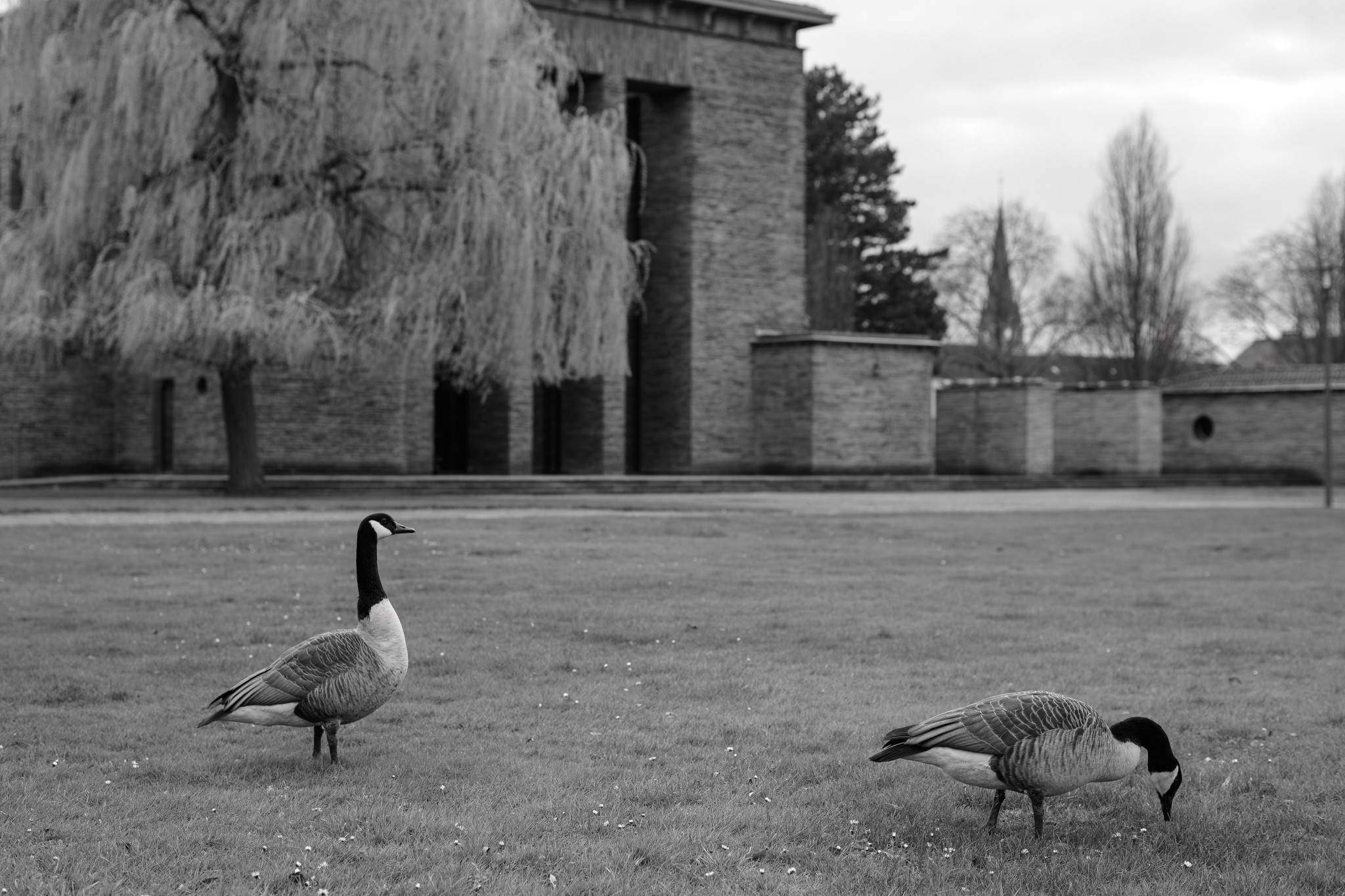 Gänse auf dem Friedhof