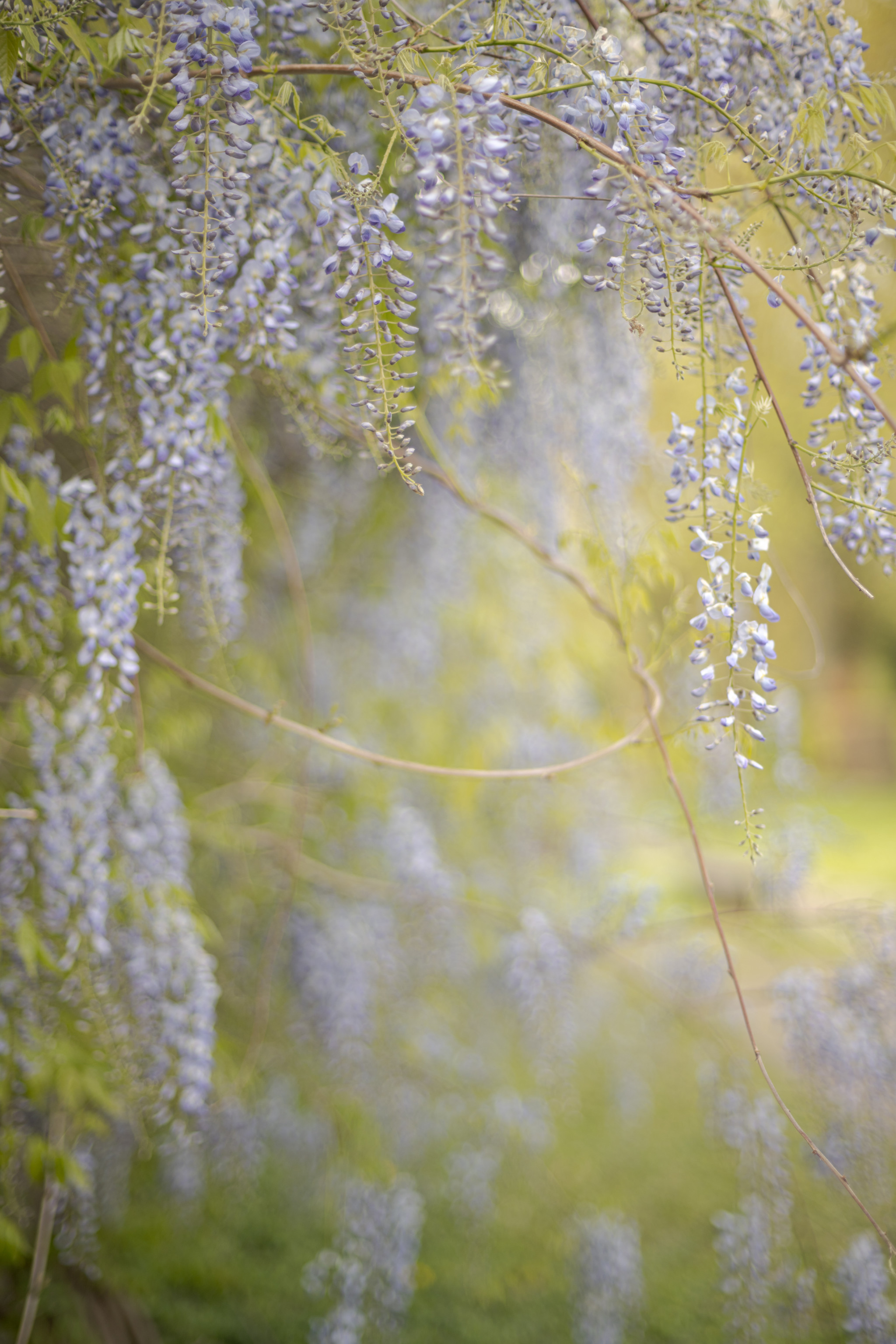 Japanische Wisteria