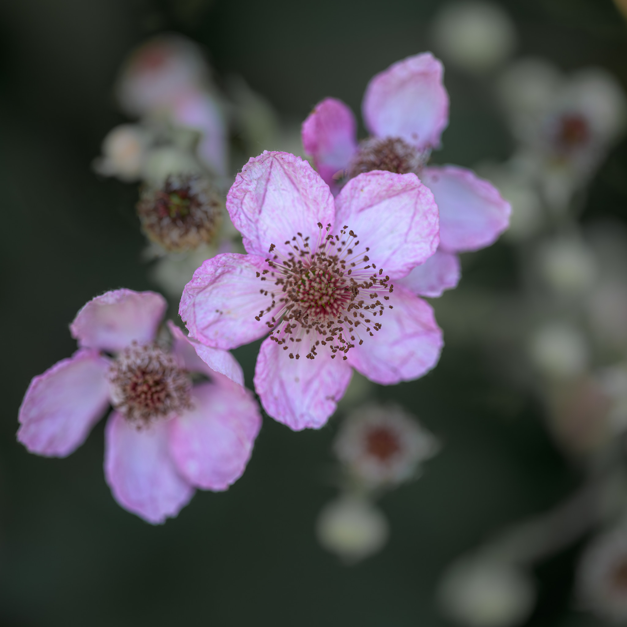 Mittelmeer Brombeere