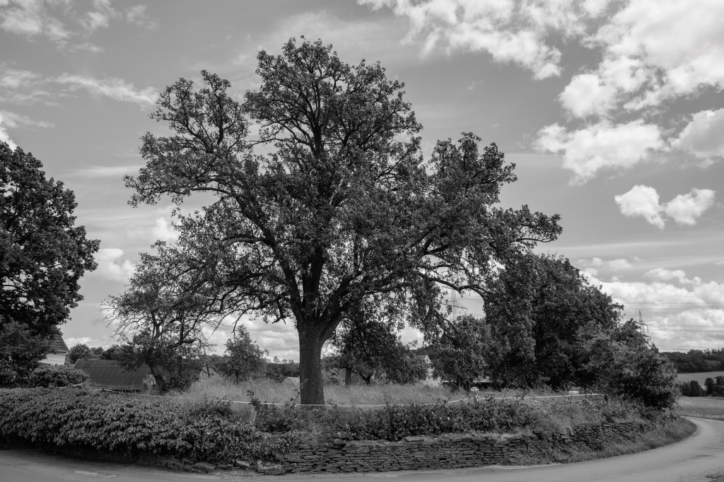 Der Apfelbaum an der Ecke. Schwarz-weiss Foto eines Apfelbaum an einer Biegung einer ländlichen Straße