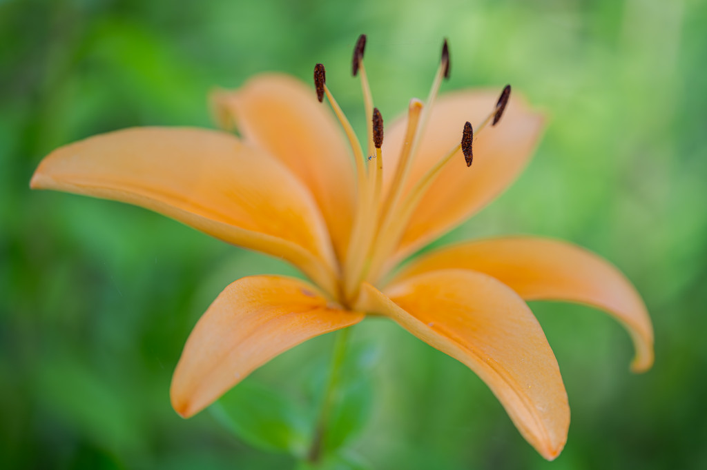 Nahaufnahme einer orangefarbenen Feuer-Lilie. An einem Blütenstempel ist ein winzigen Insekt zu erkennen. 