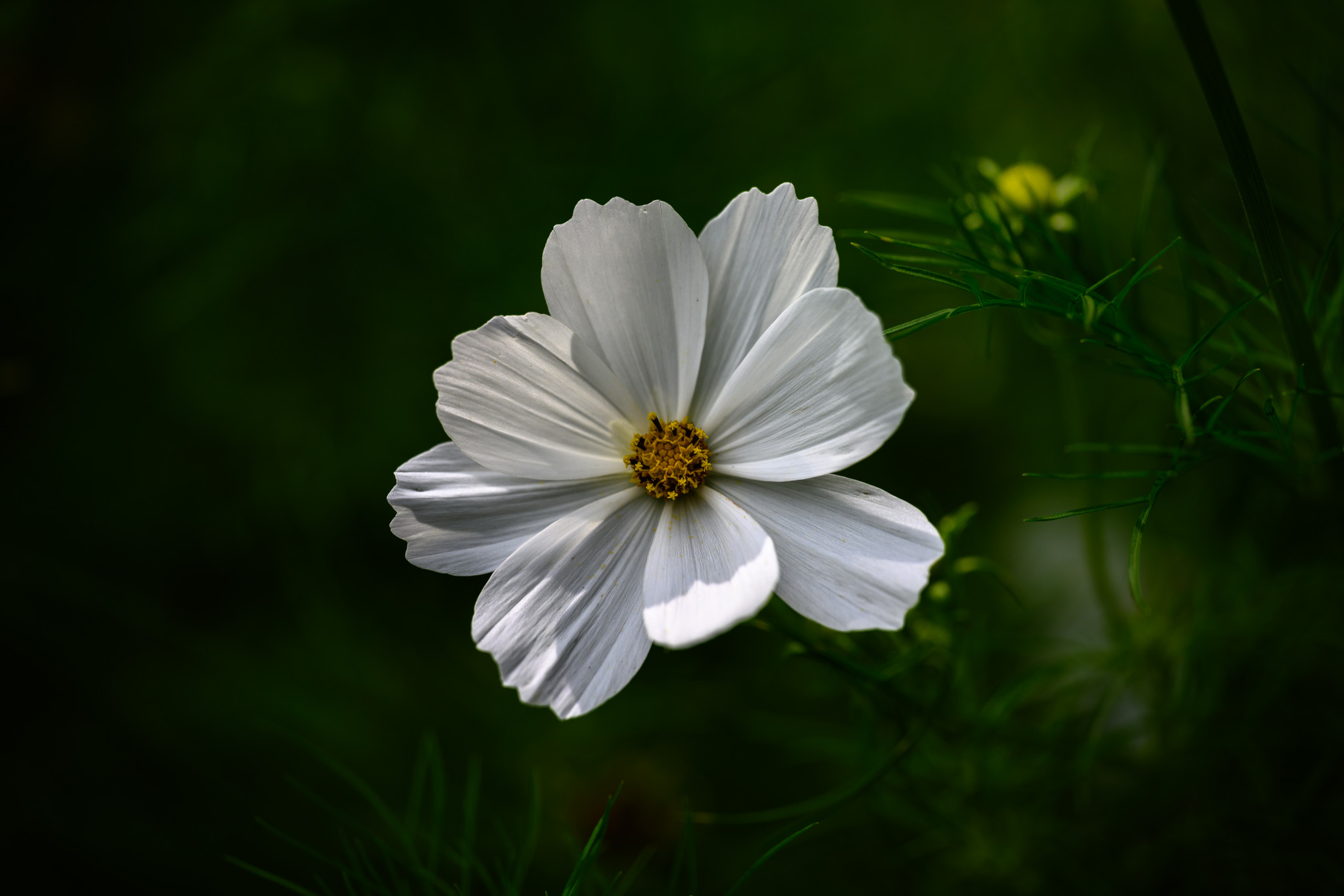 Cosmea / Schmuckkörbchen