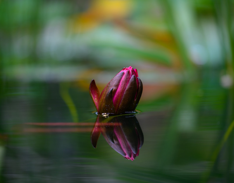 der aus dem Wasser herausragende Teil einer geschlossenen Lotusblüte wird auf der Wasseroberflächen gespiegelt. 