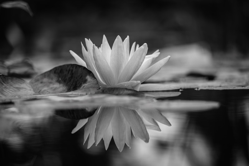 eine Lotusblüte wird auf der Wasseroberfläche gespiegelt. 