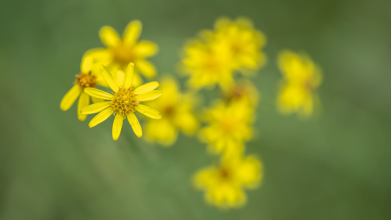 Greiskraut. Vo oben betrachtet: eine gelbe Blüte im Vordergrund und sieben weitere unscharfe Blüten im Hintergrund. 