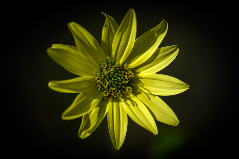 eine Silphium mohrii von oben betrachtet. Ind er Mitte ist deutlich die Blüte zu sehen. Der Hintergrund ist schwarz.