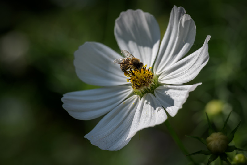 Foto einer Cosmea mit weit geöffneten, weißen Blättern. Auf dem Blütenstempel sitzt eine Wespe (vermutlich).