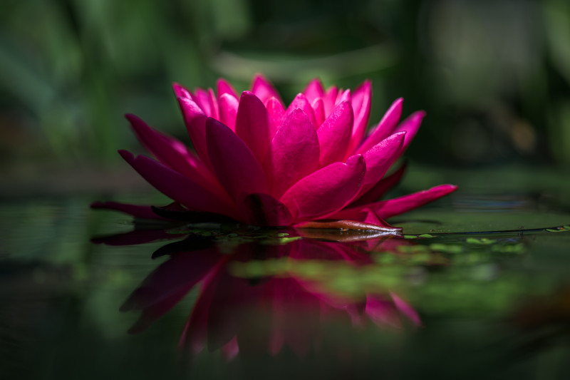 Eine offene Seerose auf der Wasseroberfläche aus der Froschperpektive. Die linke Seite der Rose ist im Schatten, während die recht Seite und die Mitte durch das Sonnenlicht leuchten. Im Hintergrund verschwommenes Grün ausserhalb des Fokus. Die Spiegelung der Rose auf der Wasseroberfläche ist durch grüne Blätter auf dem Wasser unterbrochen. 