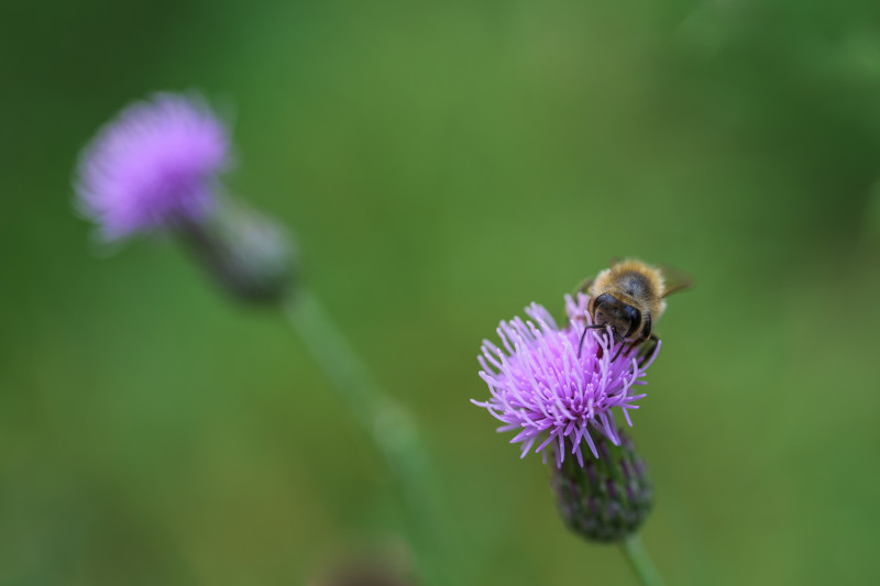 Foto von zwei Acker-Disteln. Sie im Ordergrund wird von einem Wespe besucht. Von der Distel im Hintergrund ist aufgrund der Tiefenschärfe nur die Form erkennbar. 