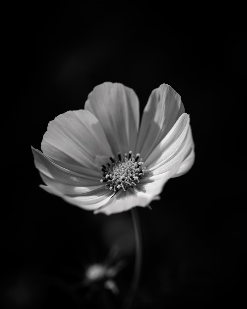 Schwarzweißfoto einer Cosmea. Teilweise spenden die Blütenblätter dem Stempel ein wenig Schatten. 