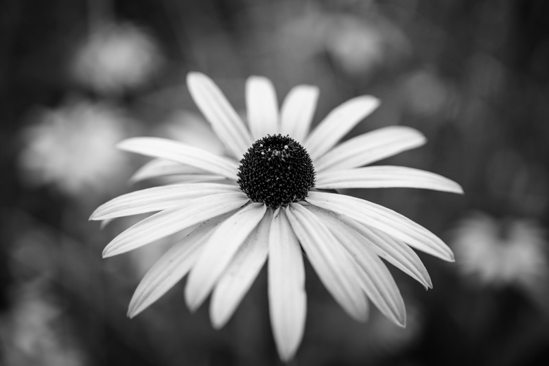 Schwarzweissfoto einen gewöhnlichen Sonnenhutes. Die Blume ist von schräg oben zu sehen. Die Blätter sind nicht ganz  sauber und der Hintergrund ist in Schwarz getauscht. 