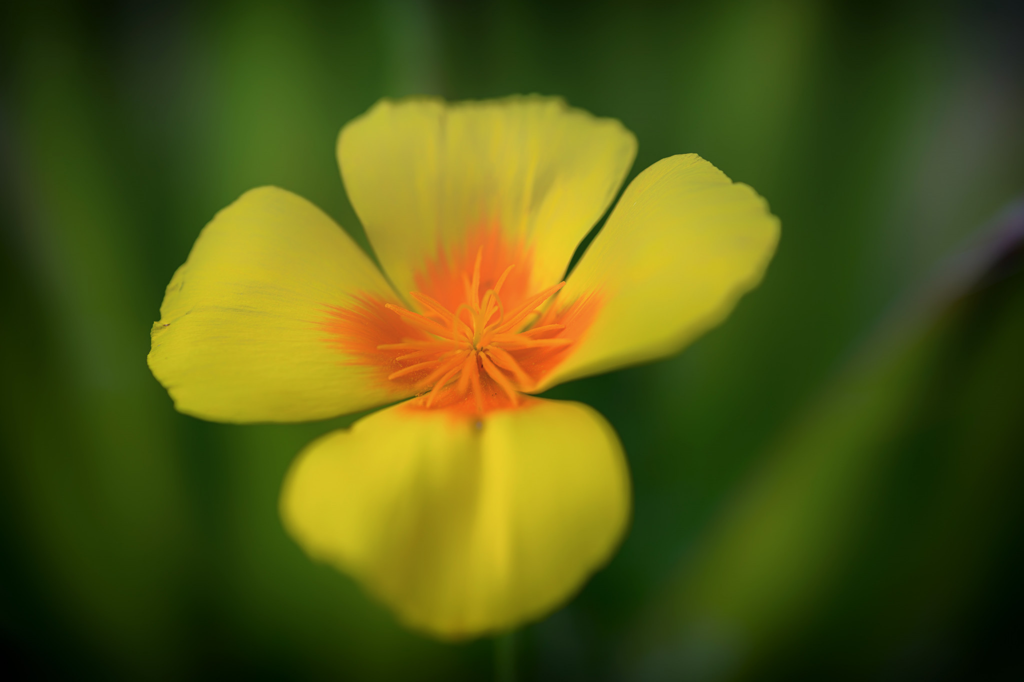 Kalifornischer Mohn