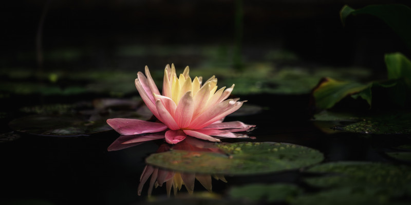 Eine Seerose und ihren Spiegelung auf der Wasseroberfläche unterbrochen von grünen Blättern, die auf dem Teich schwimmen.