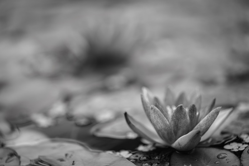 Schwarzweissfoto einer weissen Seerose. 