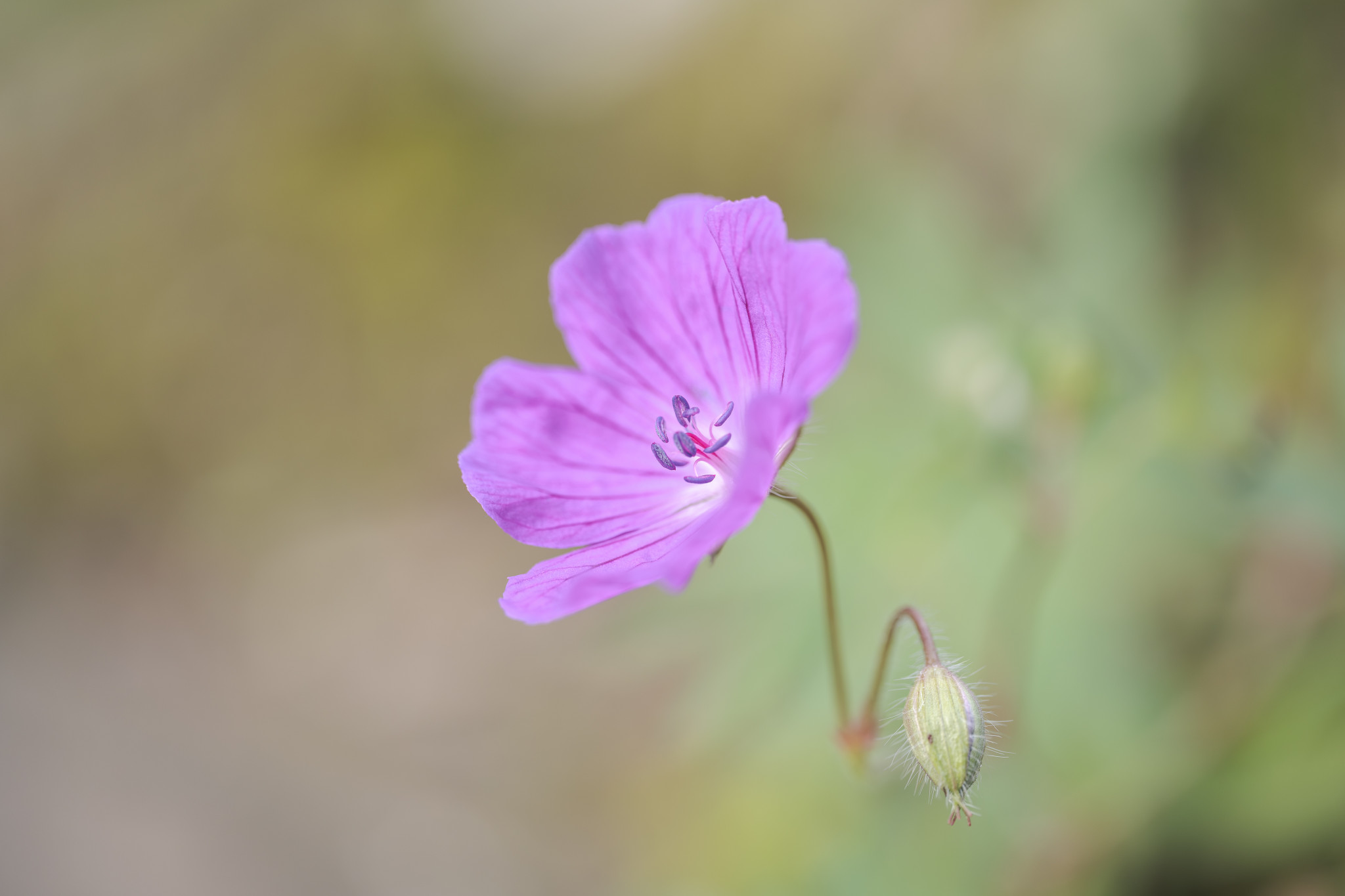 Blutroter Storchschnabel