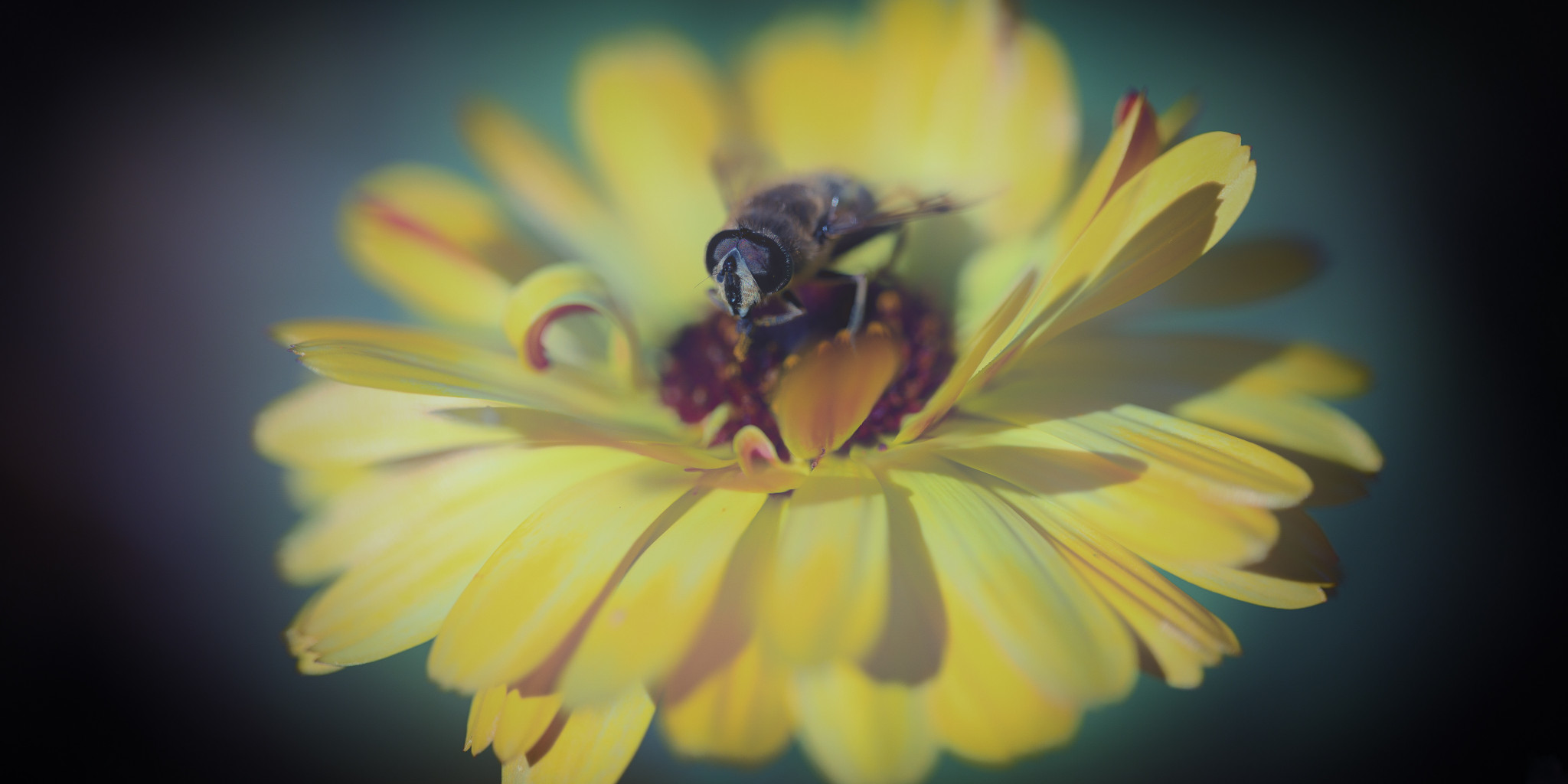 Ringelblume mit Besucher