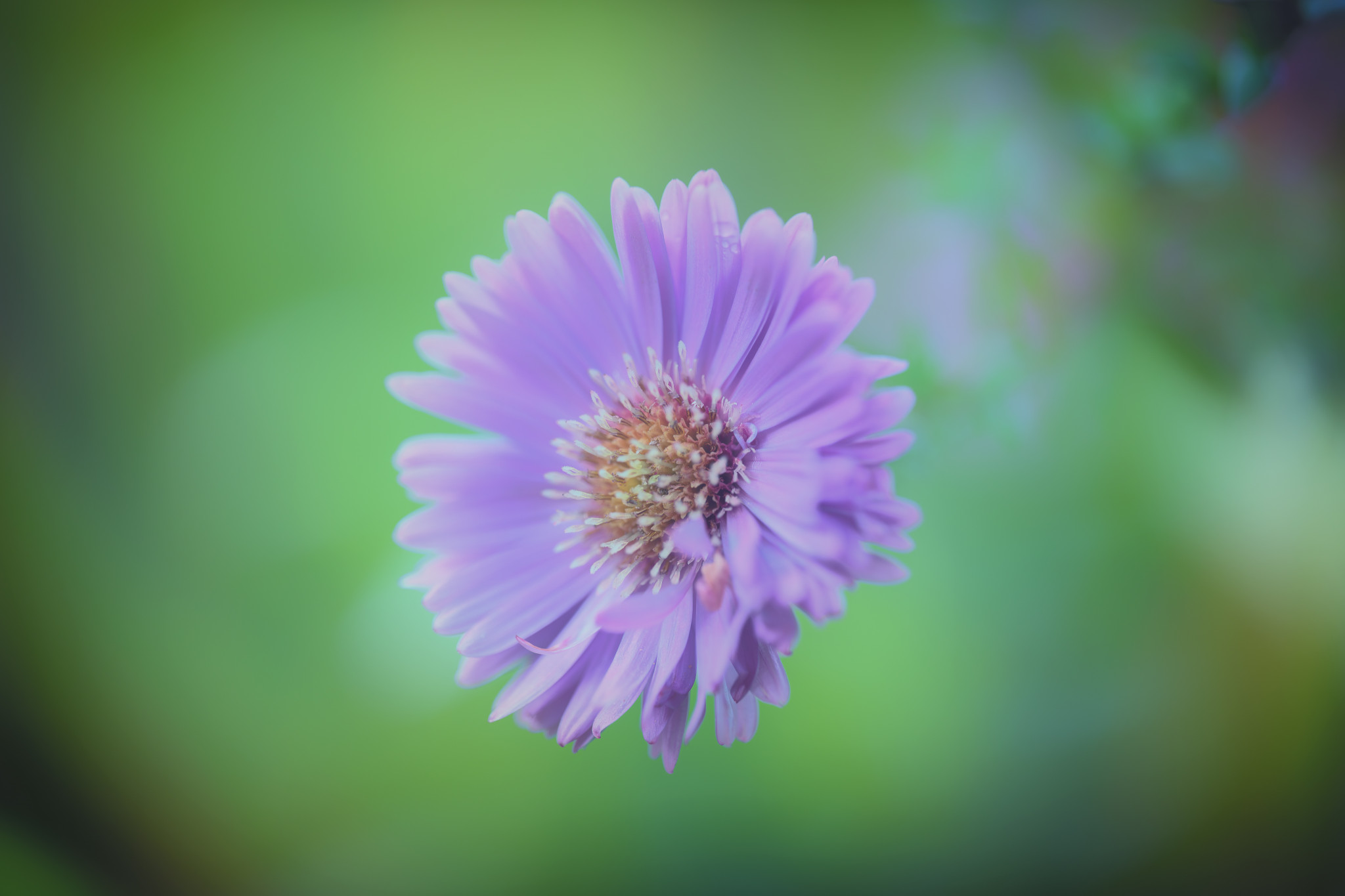 Glattblatt-Aster