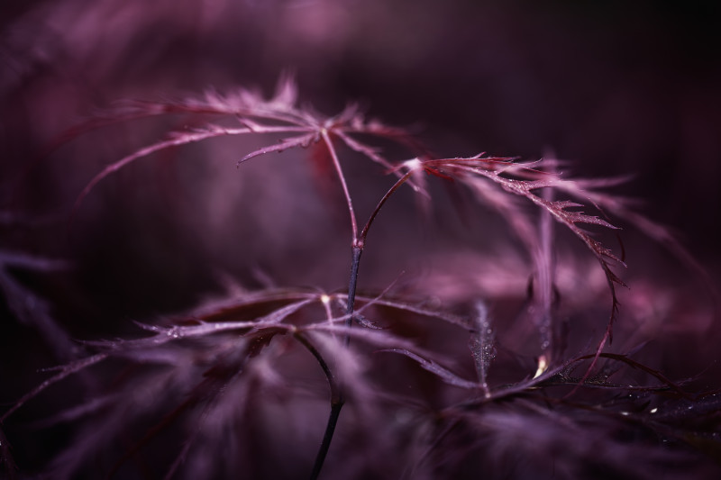 Nahaufnahme eines roten Strauchs. Vielleicht ein Fächer Ahorn. Nur wenige Blattränder sind im Fokus. Das meiste liegt außerhalb des Fokus. Das Foto wird von einem dunklen ans Violette angrenzende Rot dominiert.  