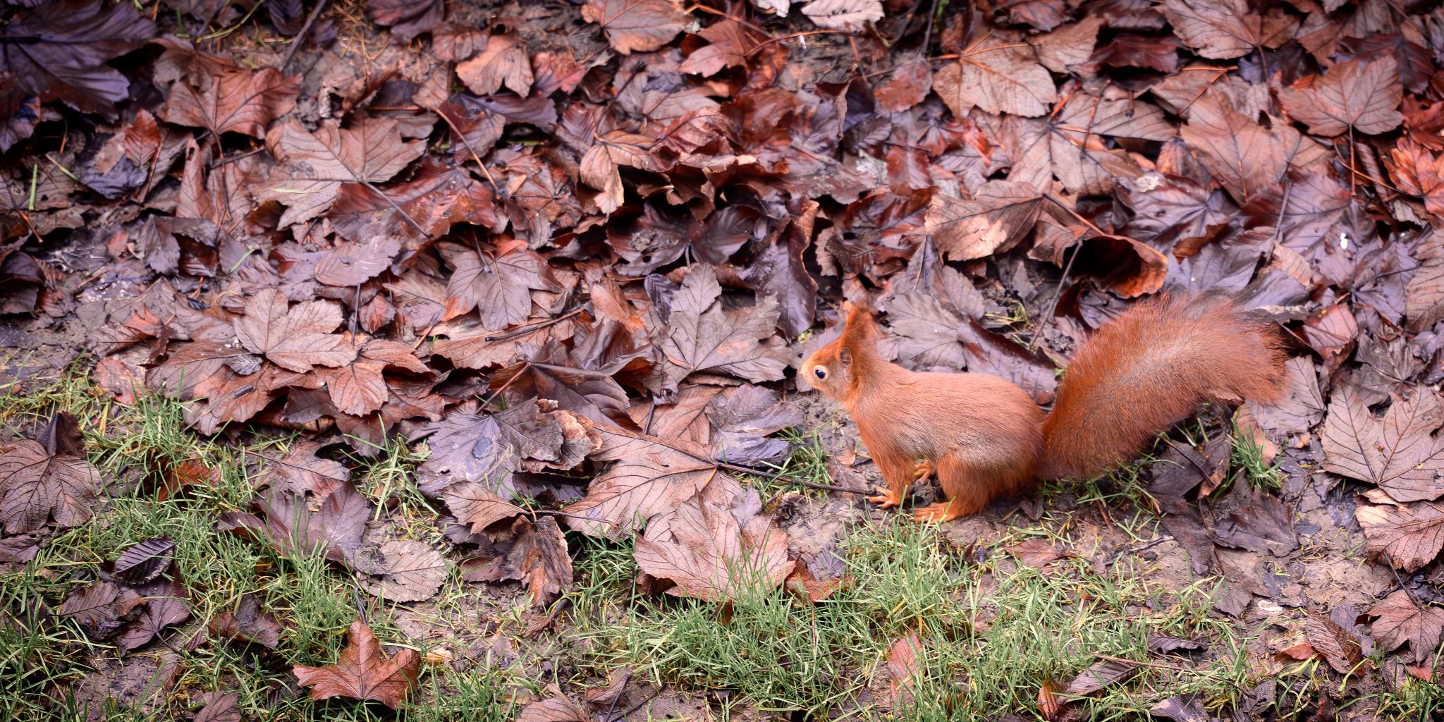 Eichhörnchen hinter dem Haus