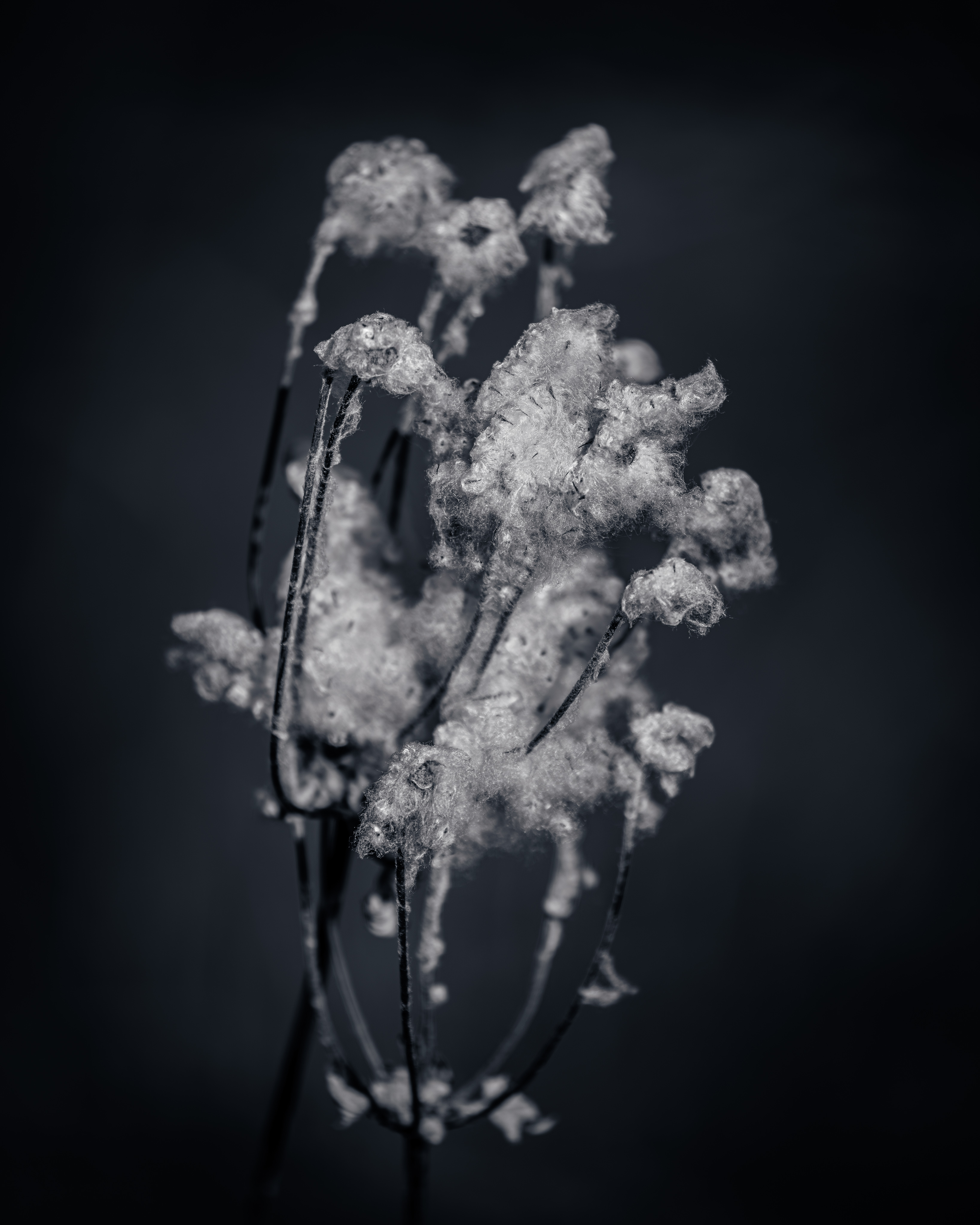 Flockig – 1. Februar 2025
