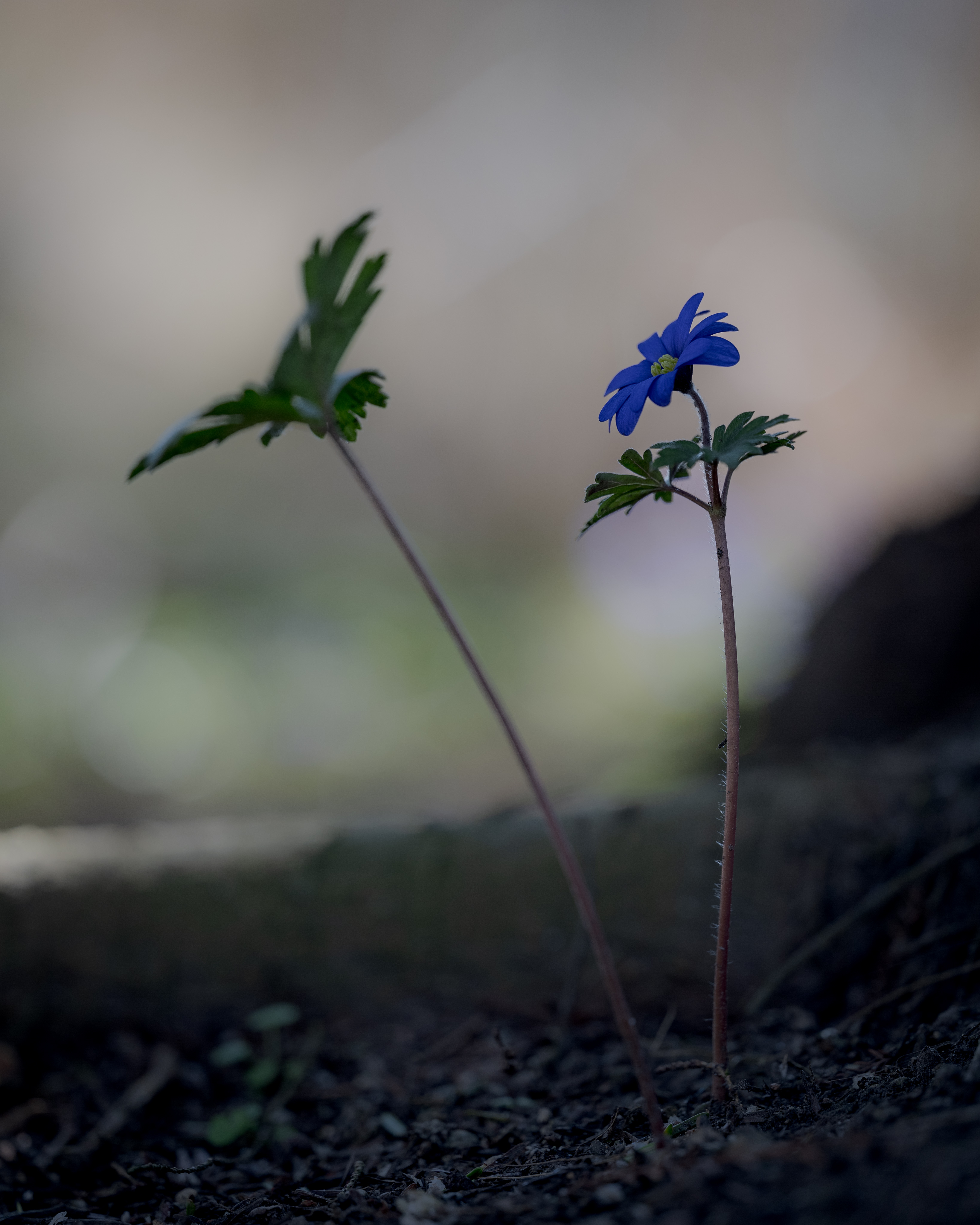 Windroeschen – 5. Februar 2025