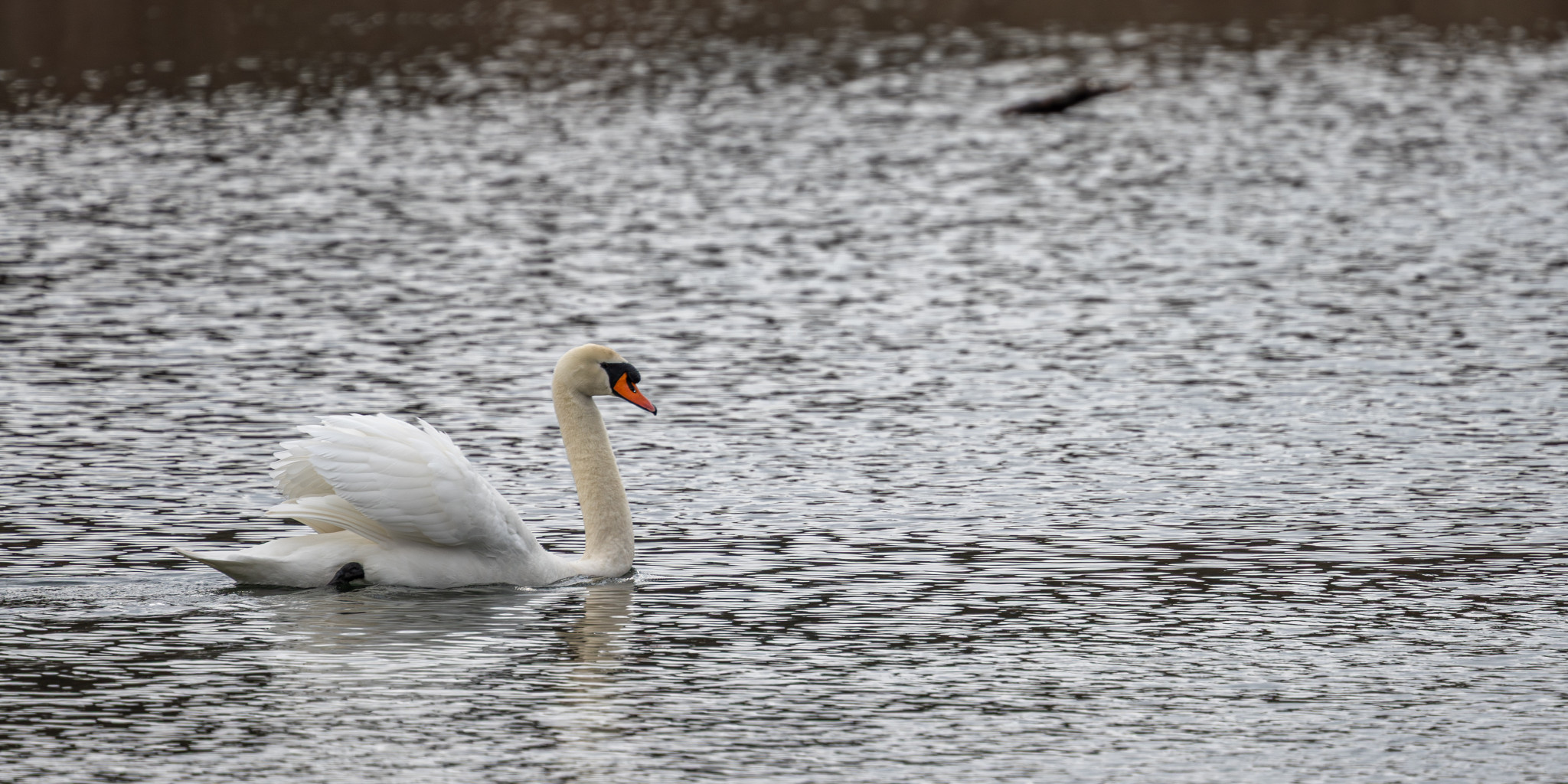 Ein Schwan auf der Ruhr